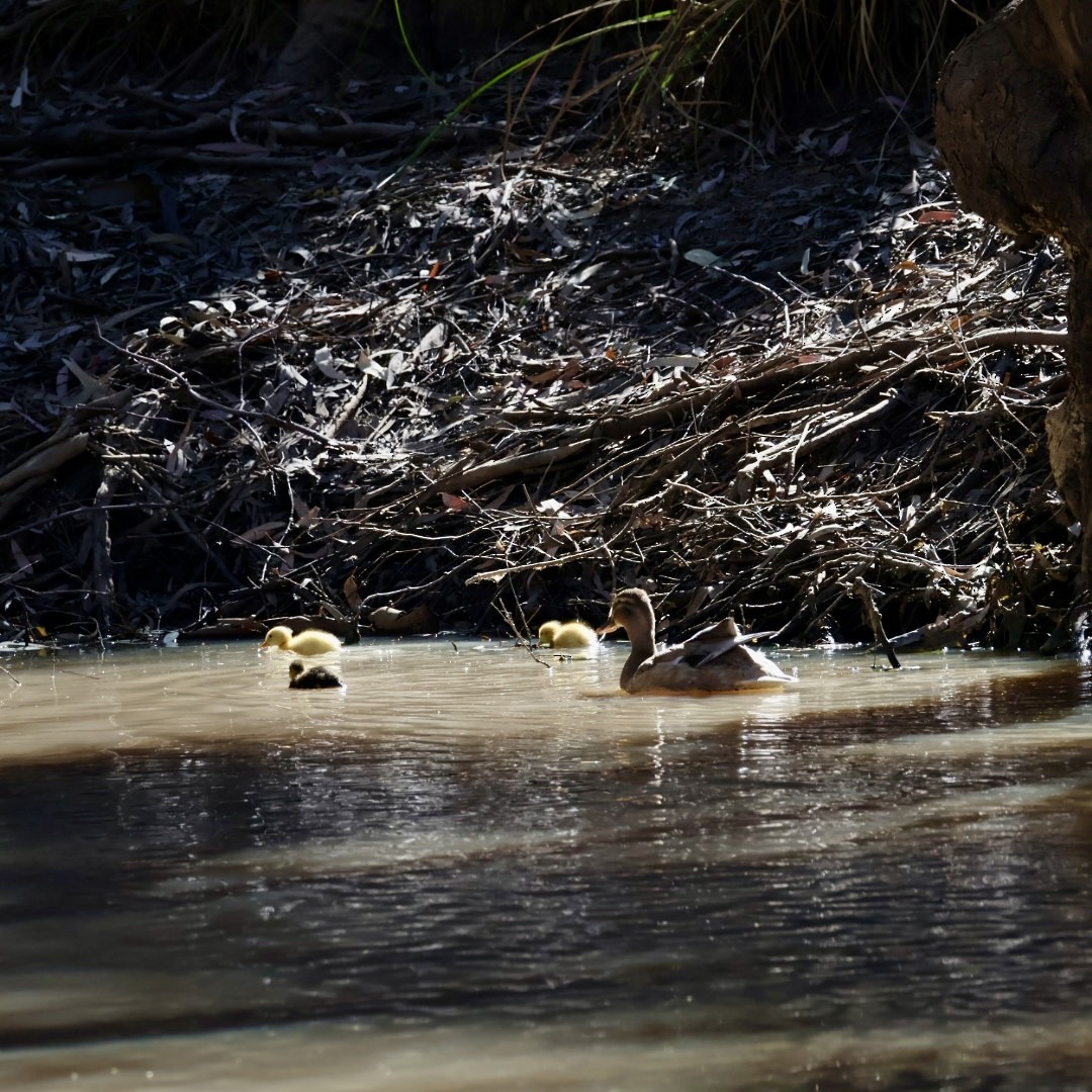 Mallard x Pacific Black Duck (hybrid) - ML642897958