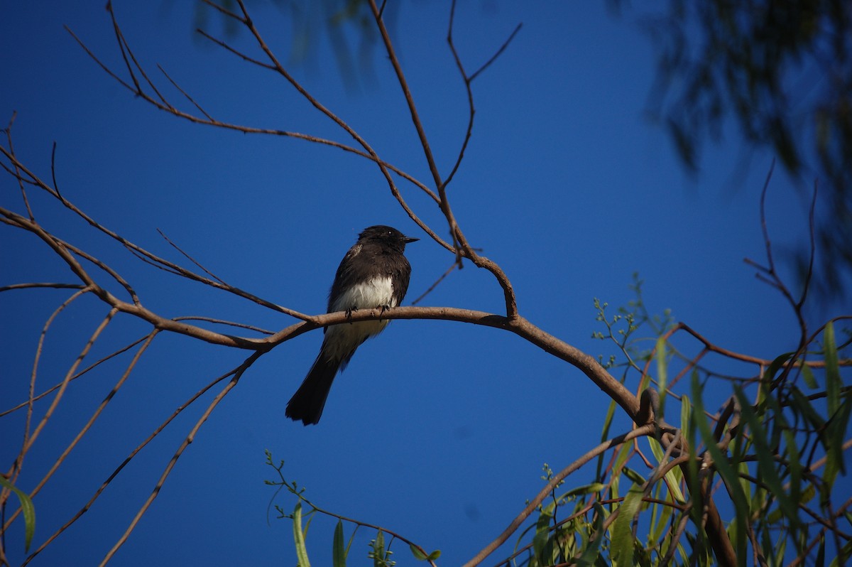 Black Phoebe - ML642897959
