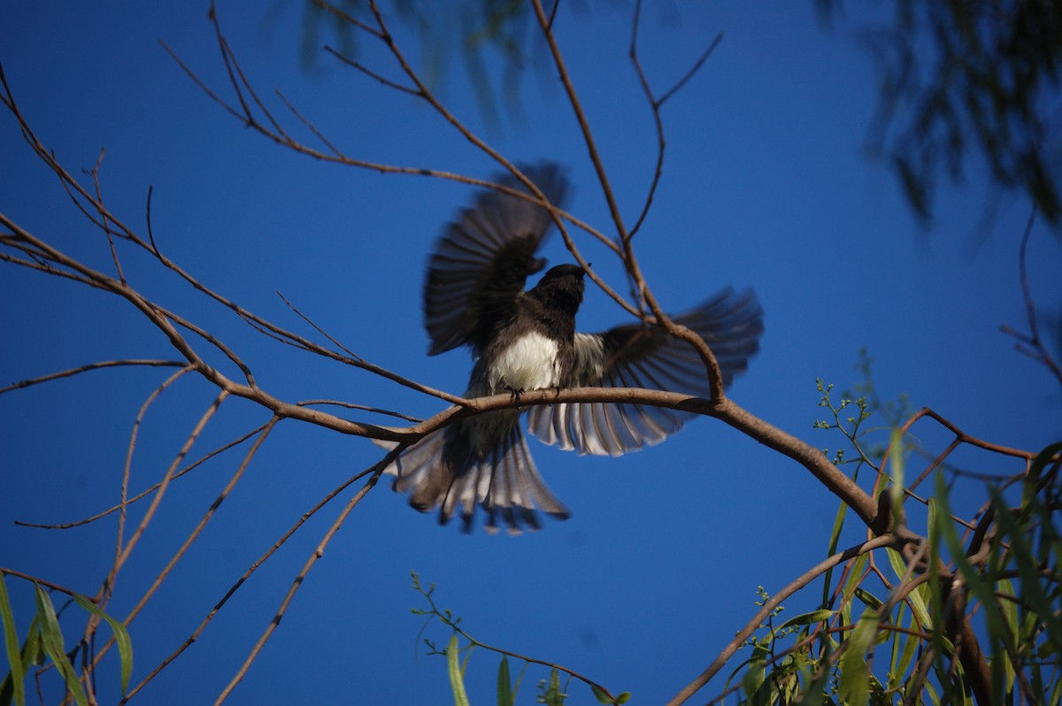 Black Phoebe - ML642897961