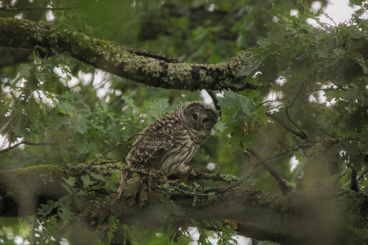 Barred Owl - ML642897962