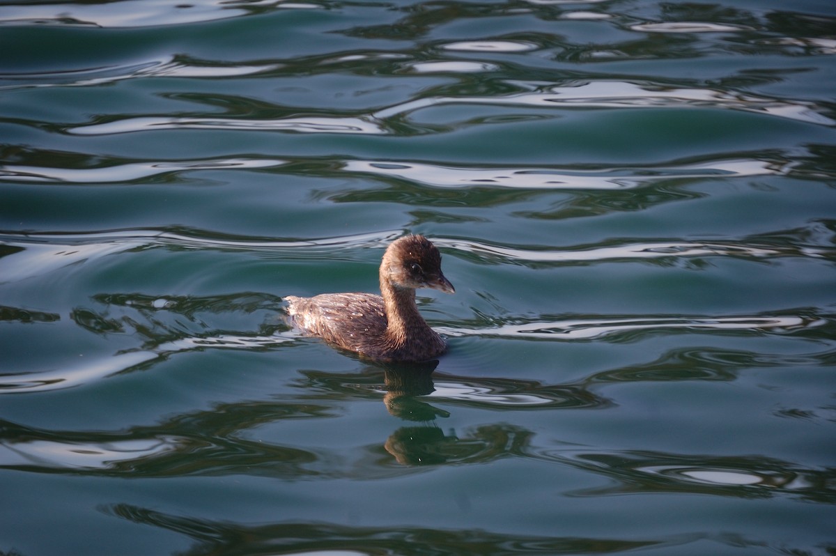 Pied-billed Grebe - ML642897964
