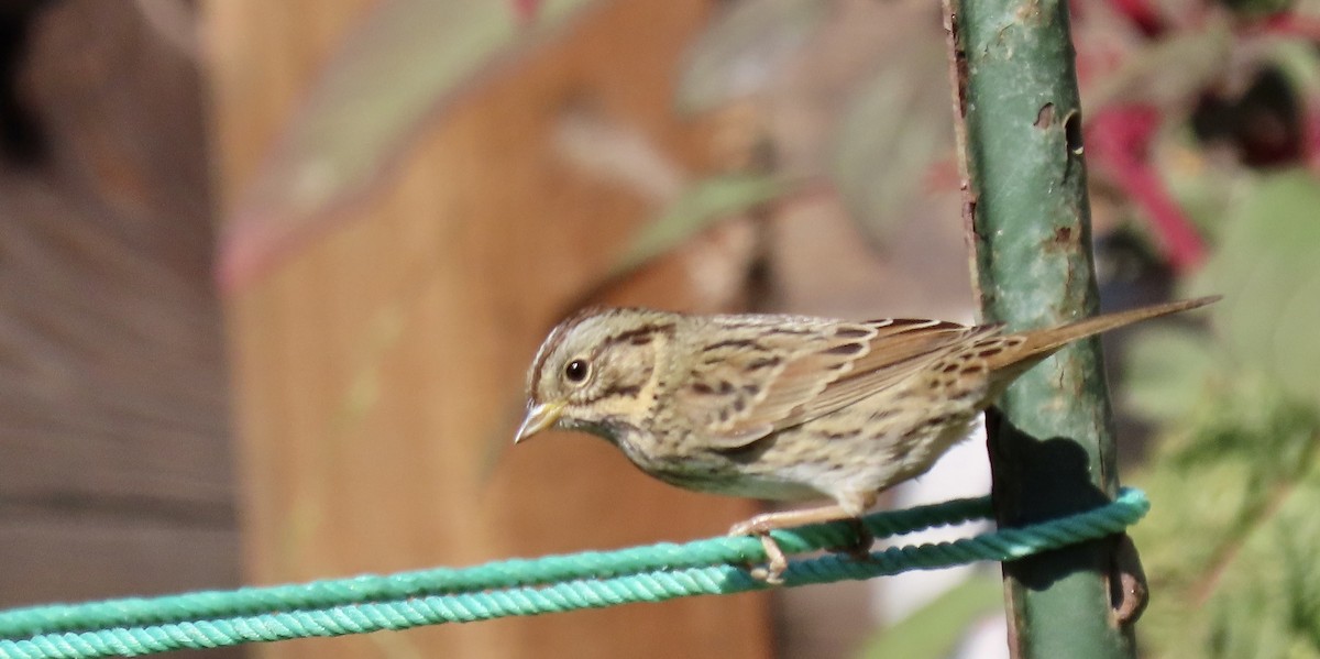 Lincoln's Sparrow - ML642897966