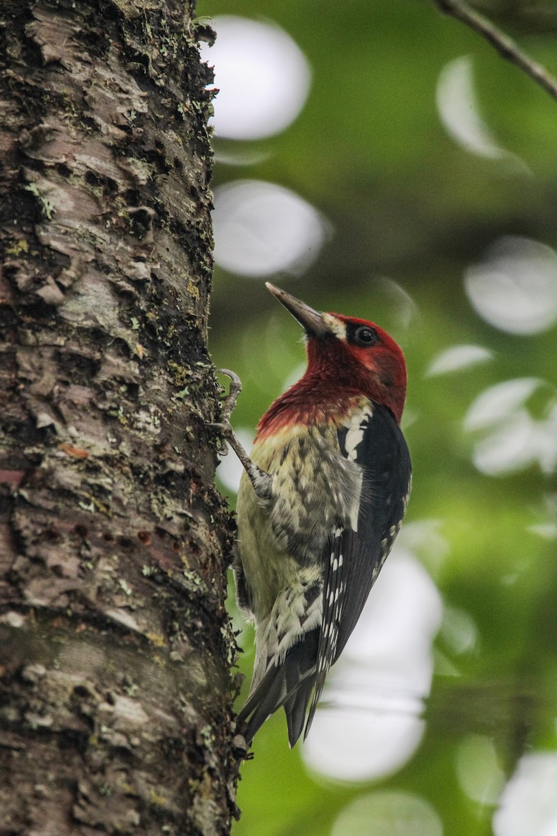 Red-breasted Sapsucker - ML642897968