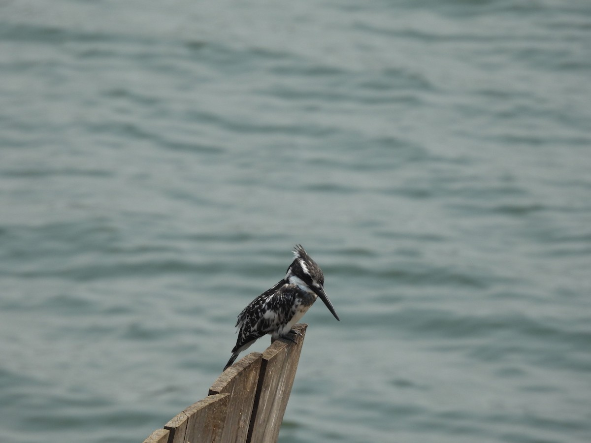 Pied Kingfisher - ML642897969