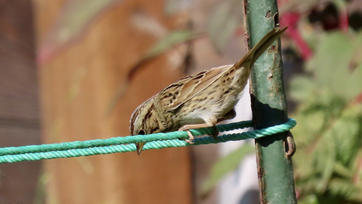 Lincoln's Sparrow - ML642897971