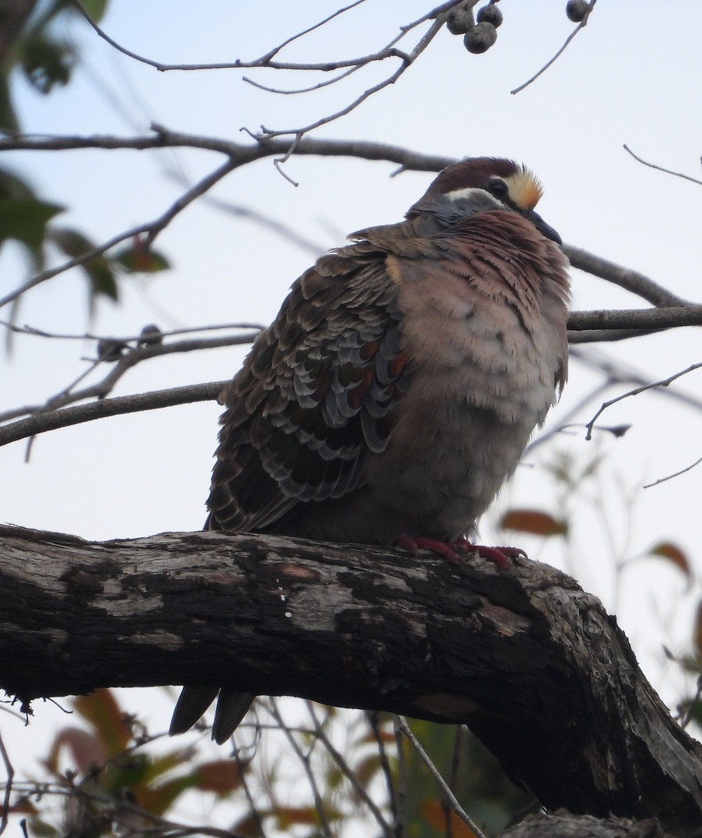 Common Bronzewing - ML642897972