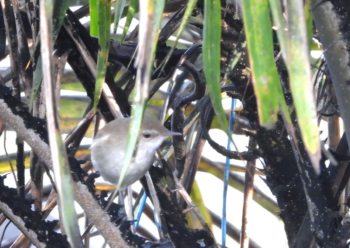 Lesser Swamp Warbler - ML642897973
