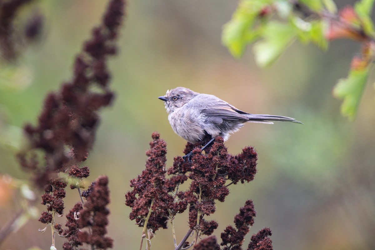 Bushtit - ML642897974