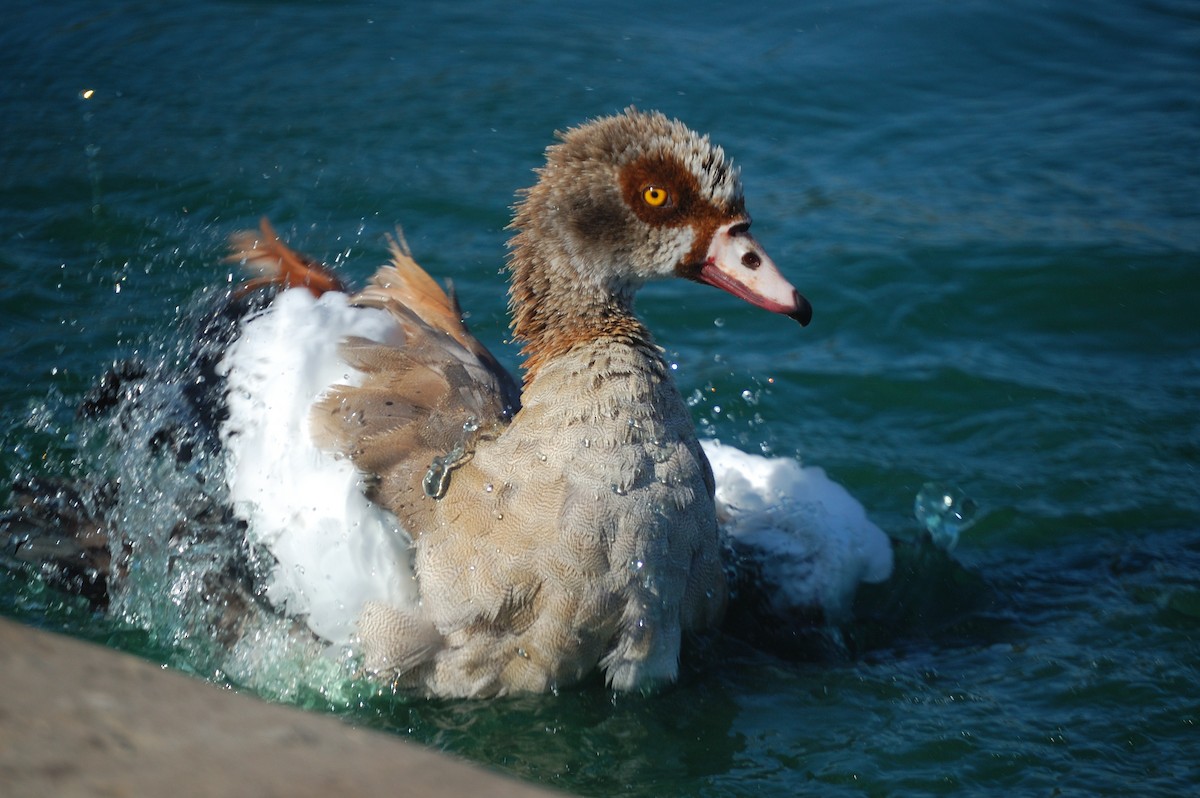 Egyptian Goose - ML642897975