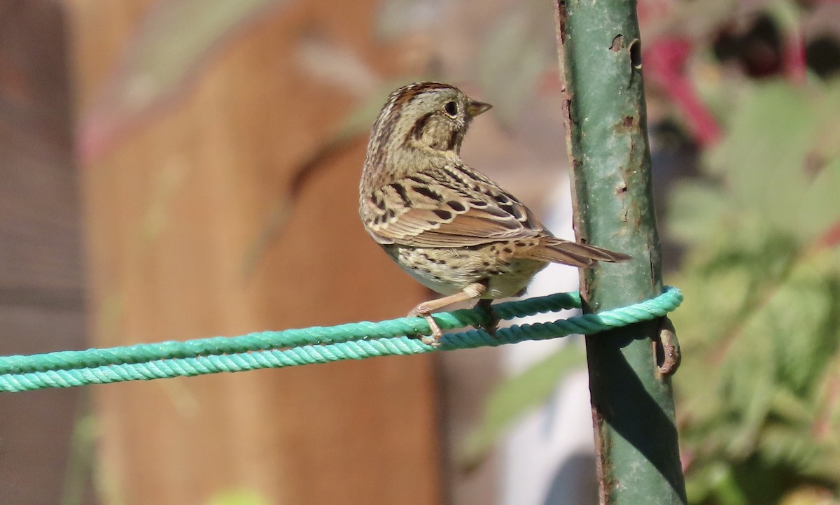 Lincoln's Sparrow - ML642897976