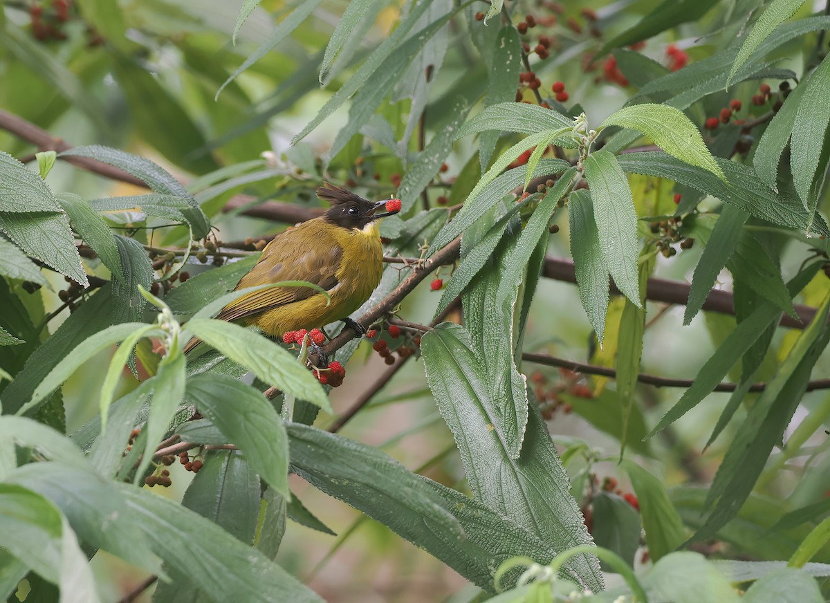 Bornean Bulbul - ML642897977