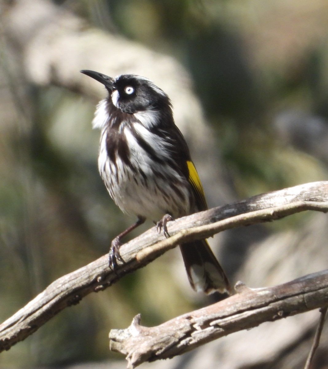 New Holland Honeyeater - ML642897978