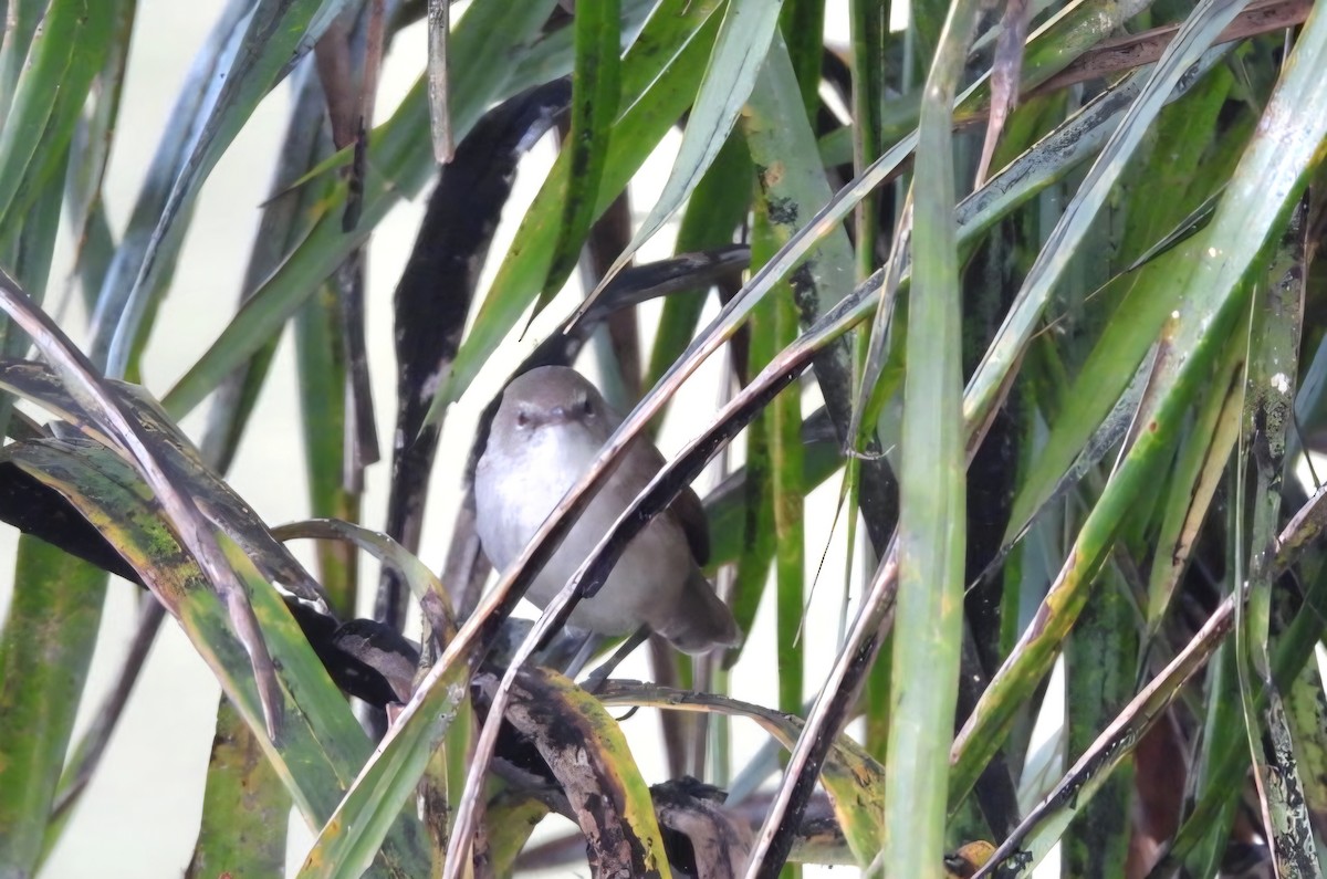 Lesser Swamp Warbler - ML642897979