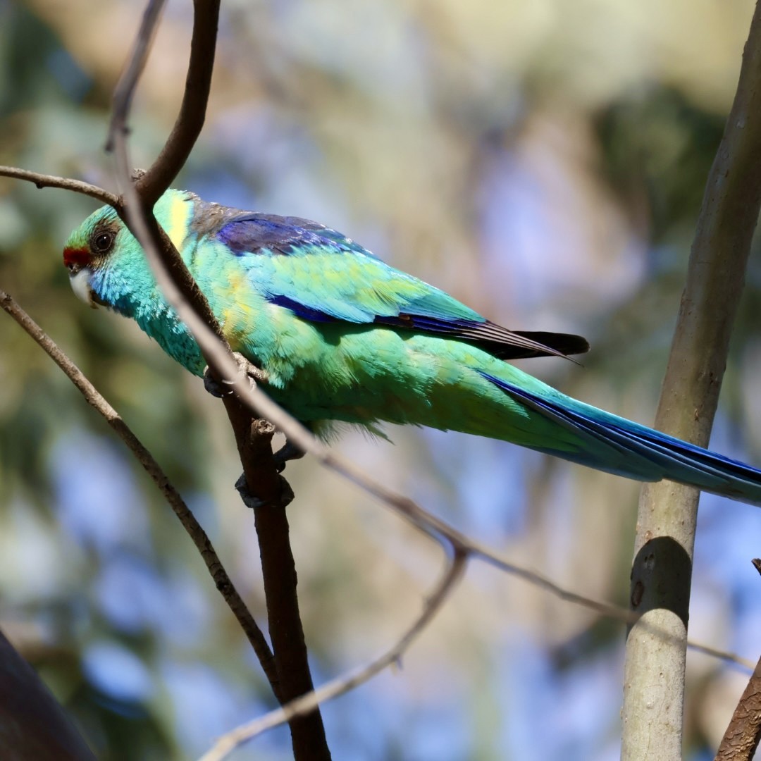 Australian Ringneck (Mallee) - ML642897980