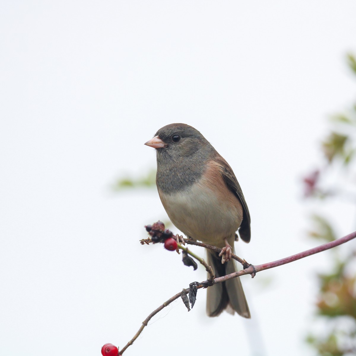 Dark-eyed Junco - ML642897981