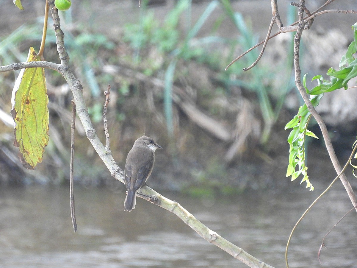 Swamp Flycatcher - ML642897982