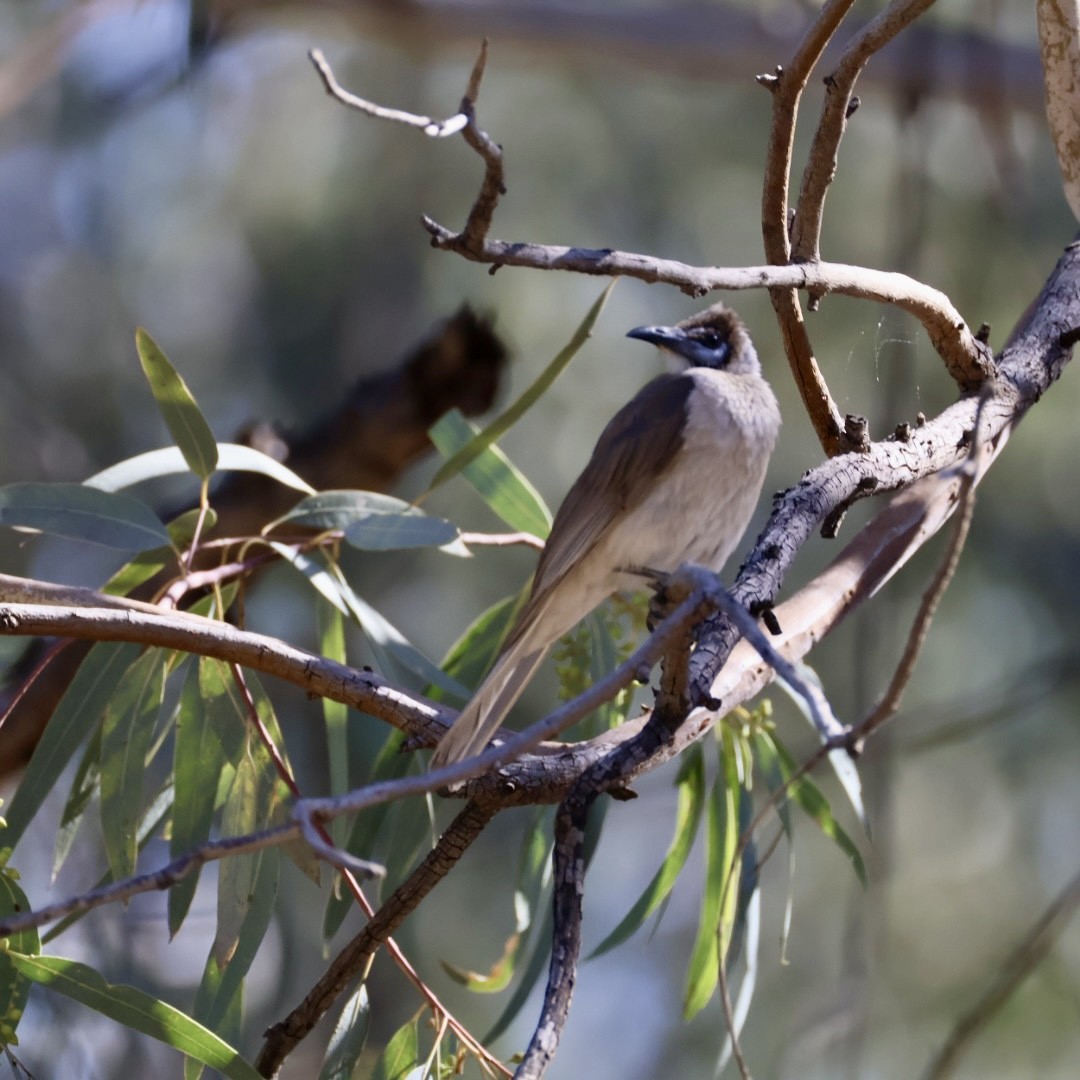 Little Friarbird - ML642897983
