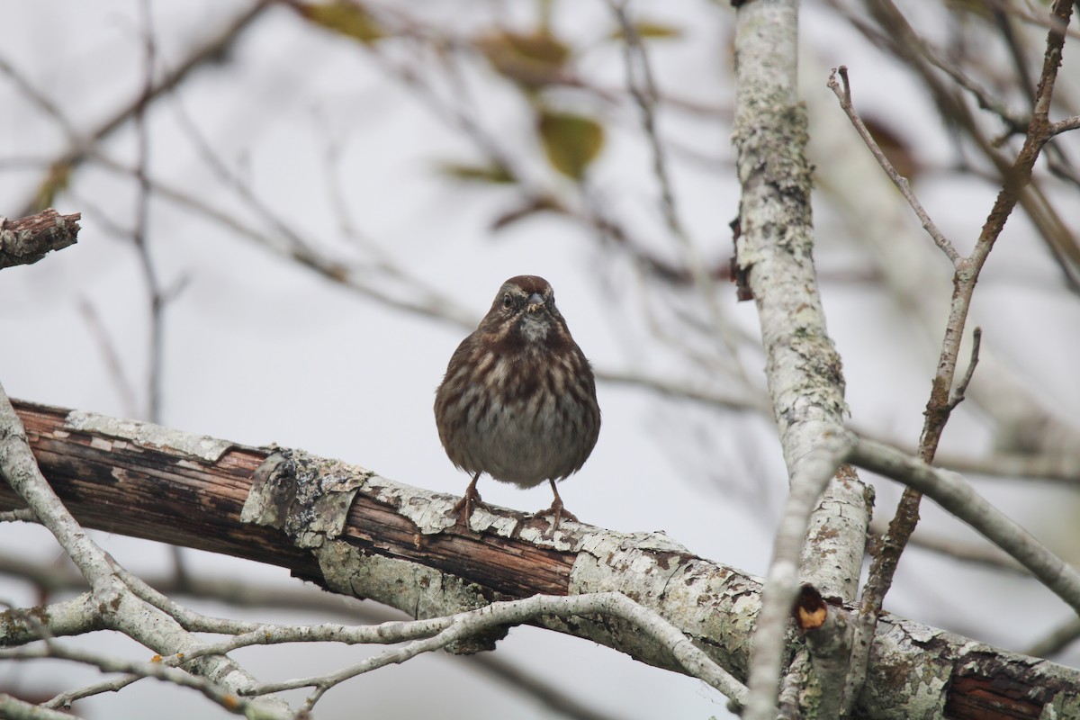 Song Sparrow - ML642897985