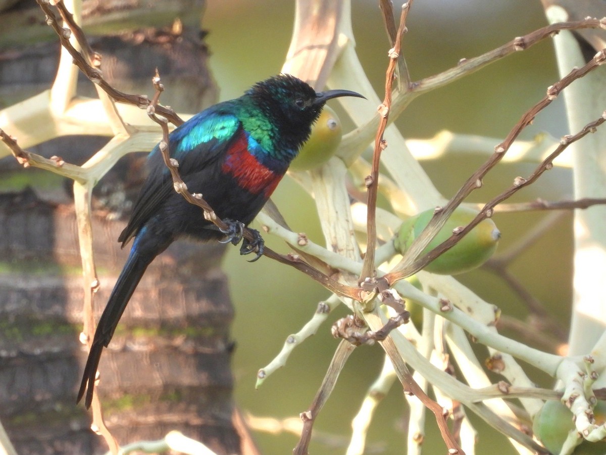 Red-chested Sunbird - ML642897986