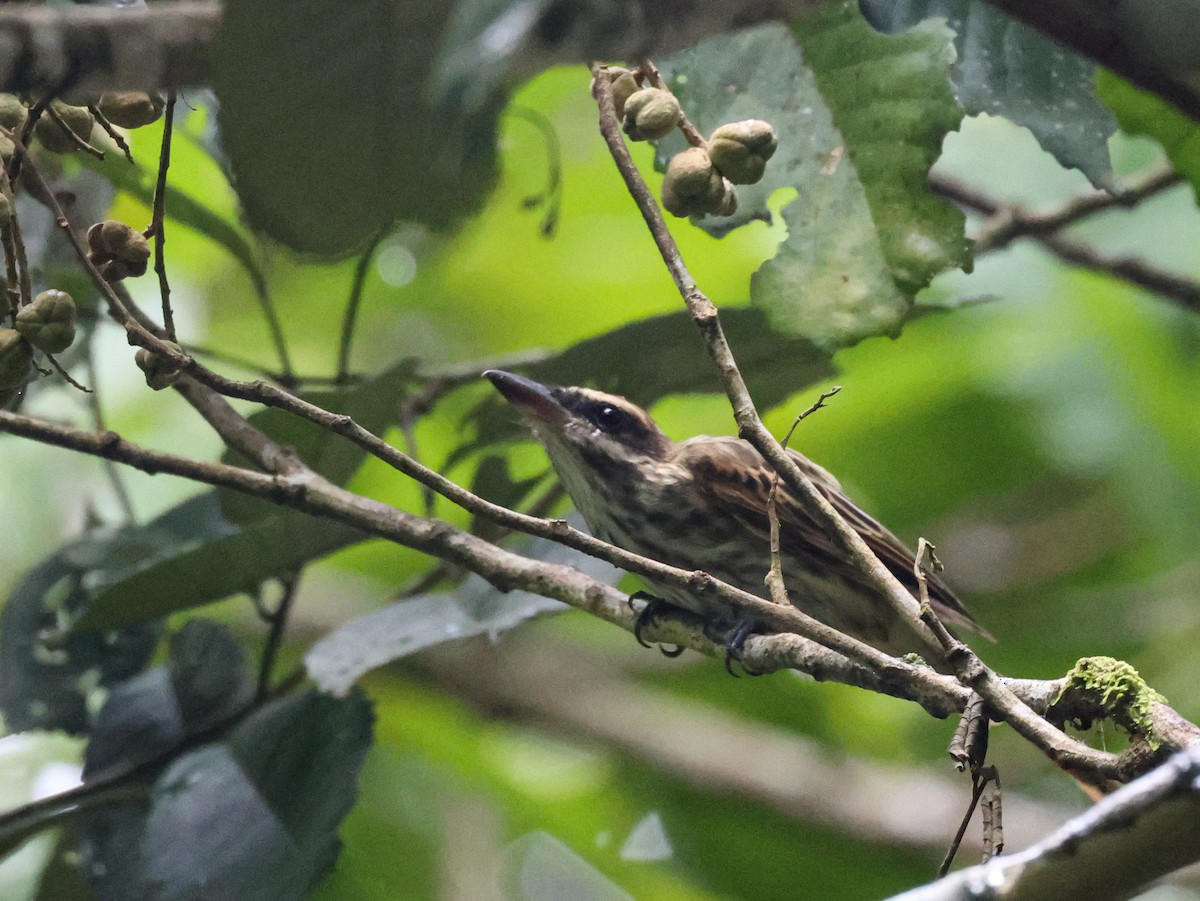 Streaked Flycatcher (Northern) - ML642897990