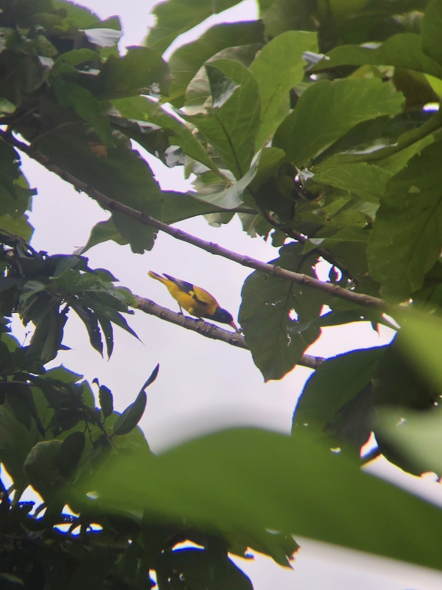 Black-hooded Oriole - ML642897996