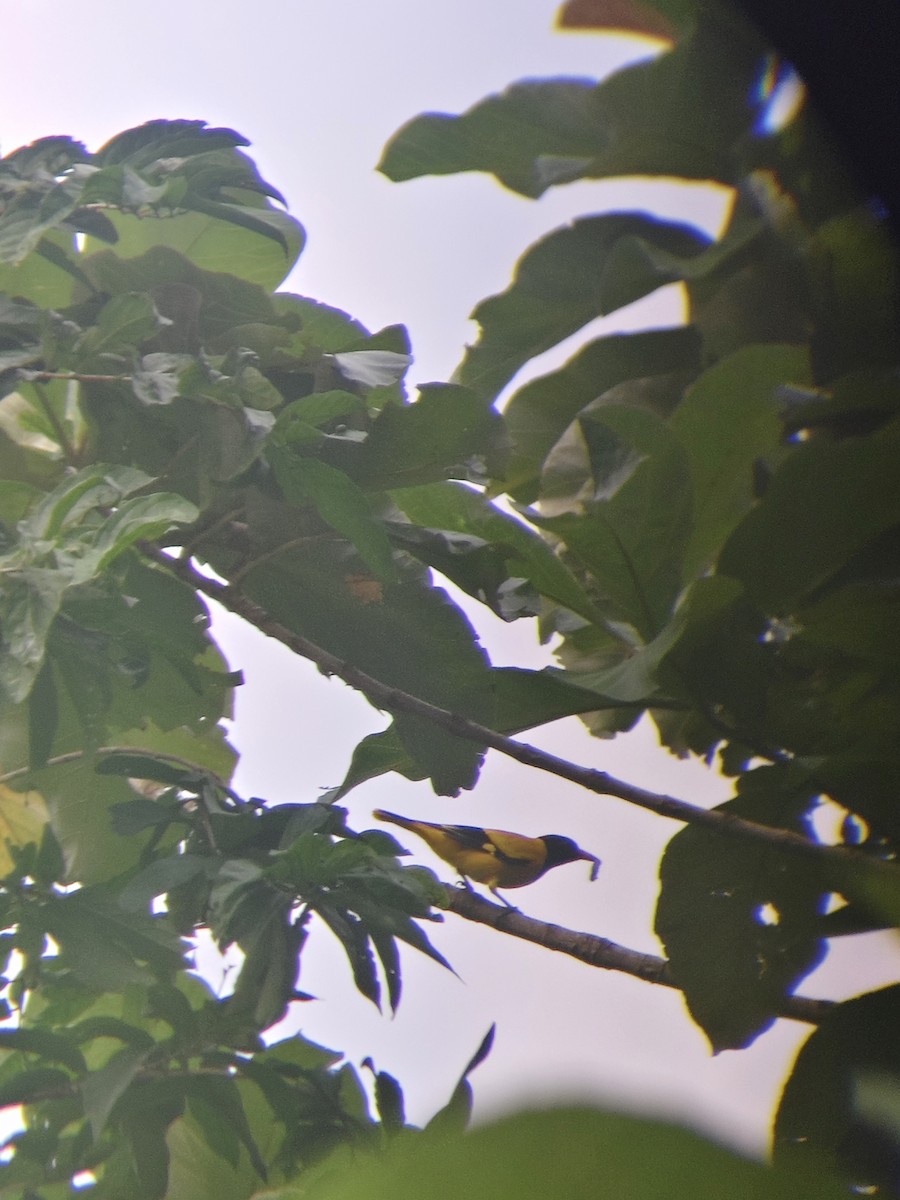 Black-hooded Oriole - ML642897997