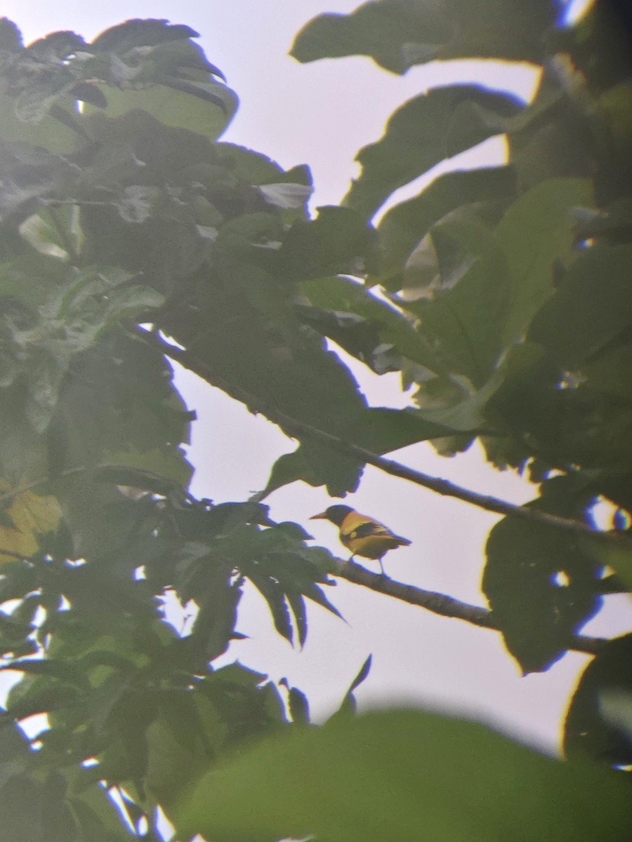 Black-hooded Oriole - ML642897998