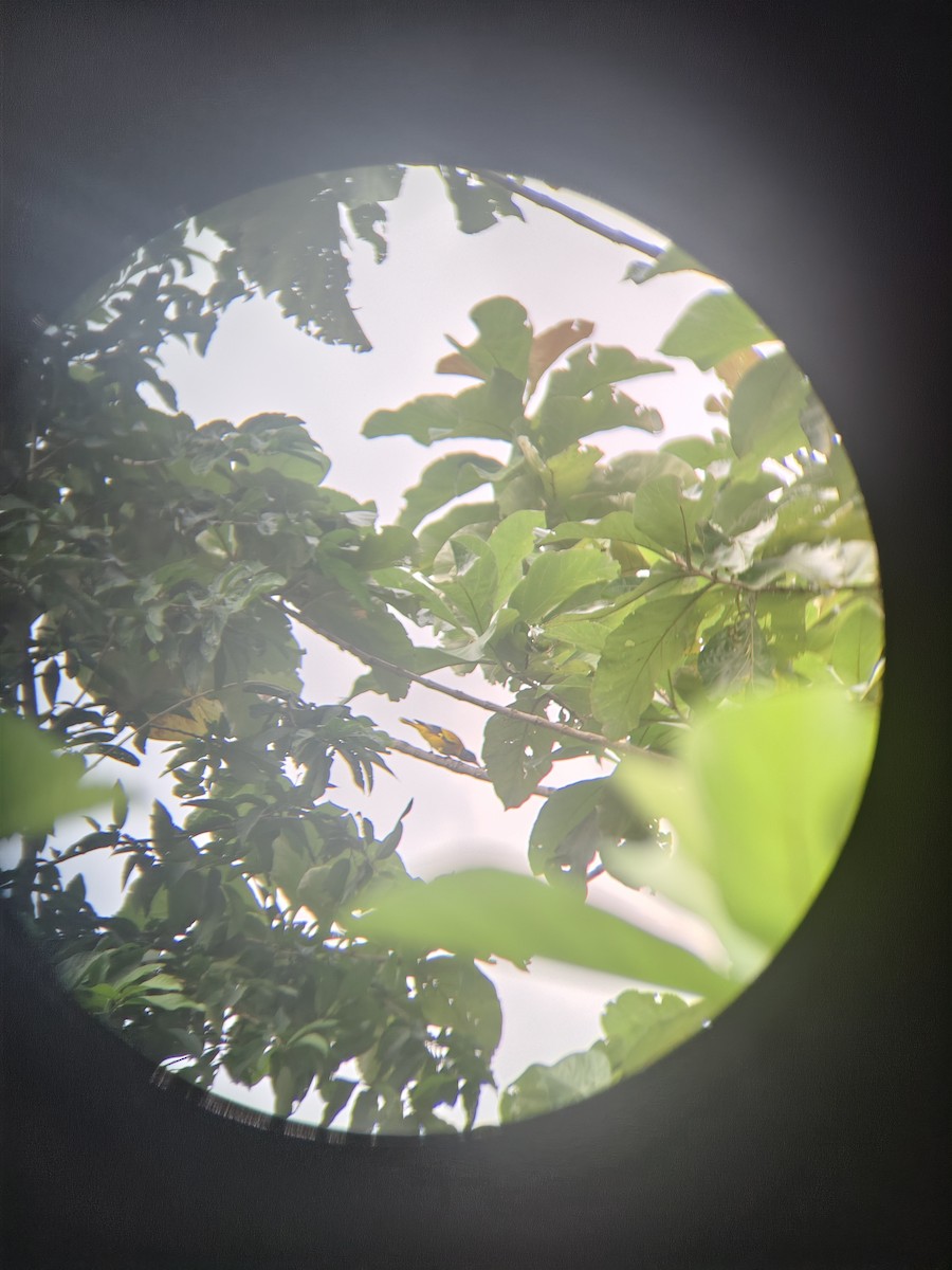 Black-hooded Oriole - ML642897999
