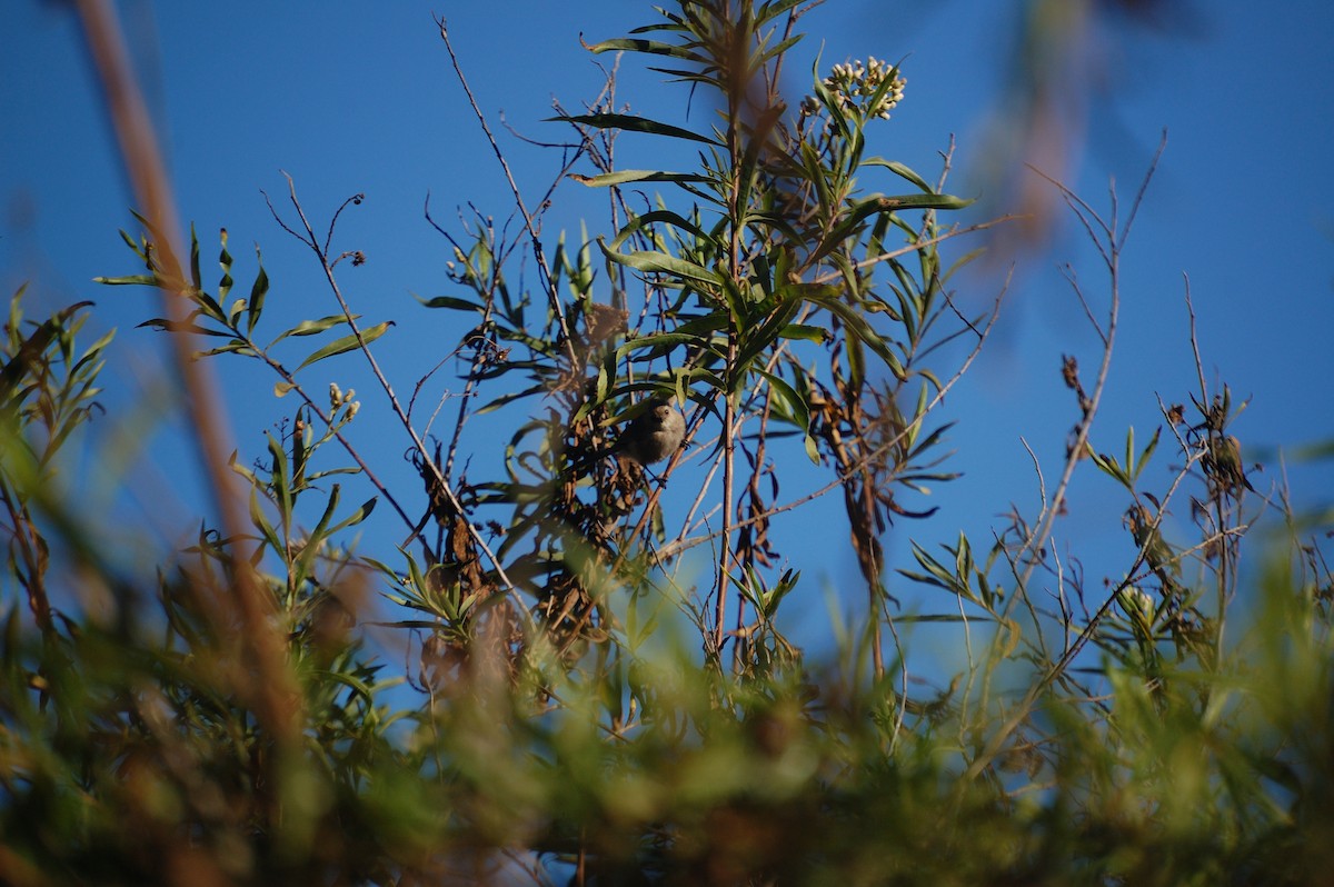 Bushtit - ML642898009