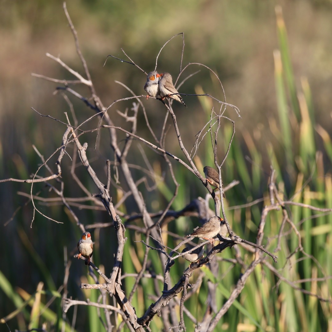 Zebra Finch (Australian) - ML642898012
