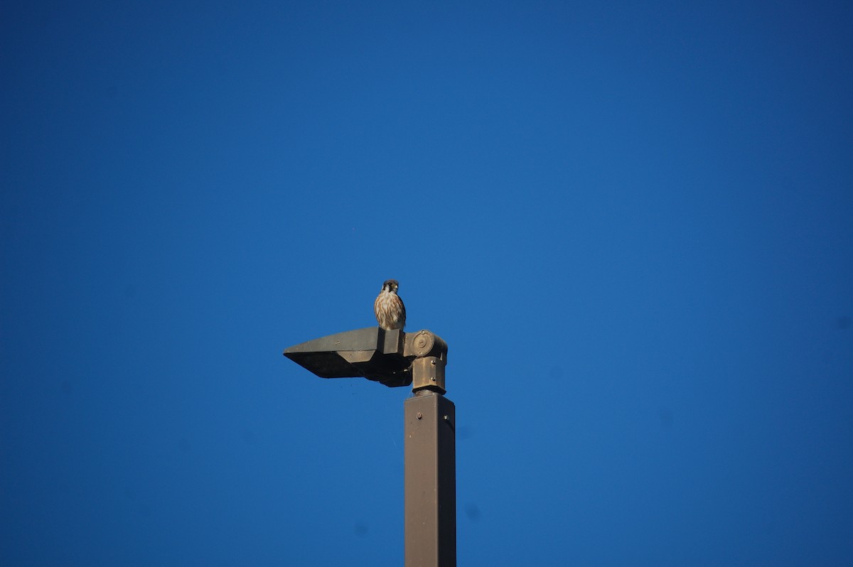 American Kestrel - ML642898013
