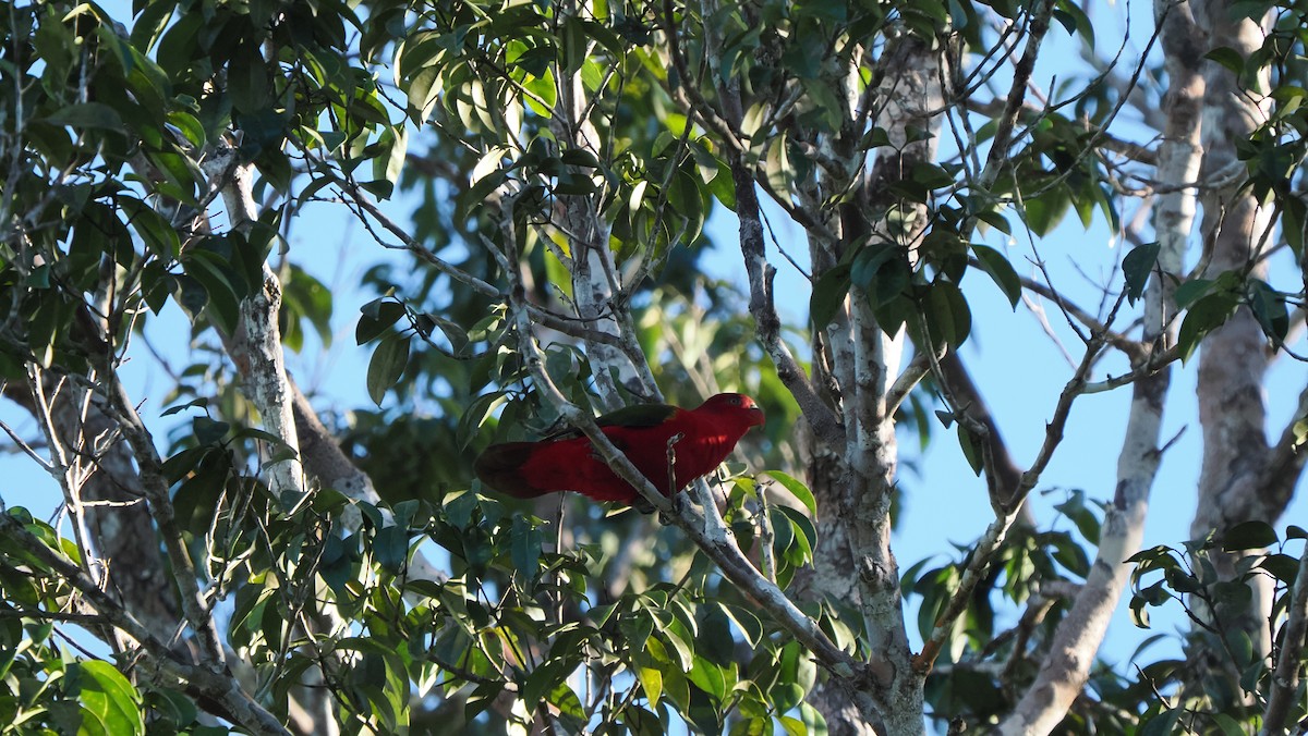 Chattering Lory - ML642898014