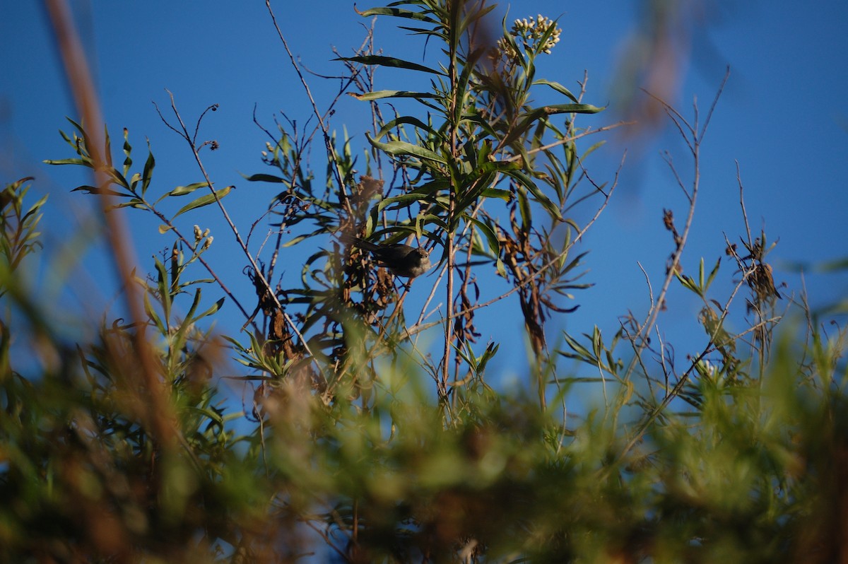 Bushtit - ML642898023