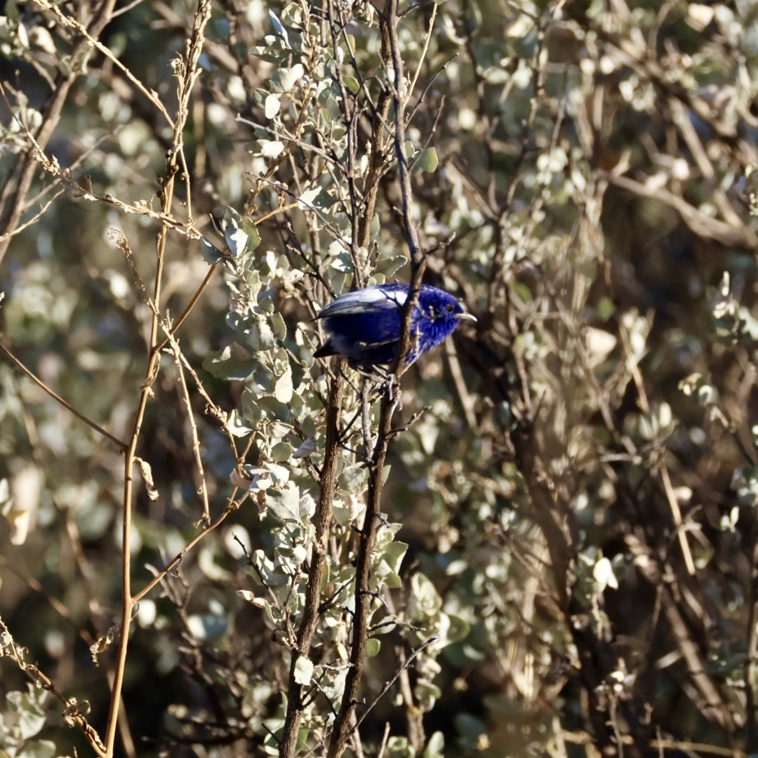 White-winged Fairywren - ML642898024