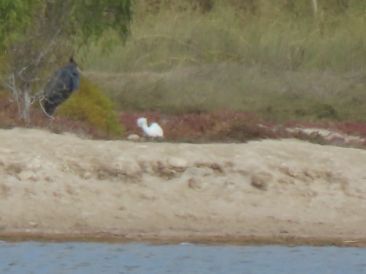 Humblot's Heron - ML642898026
