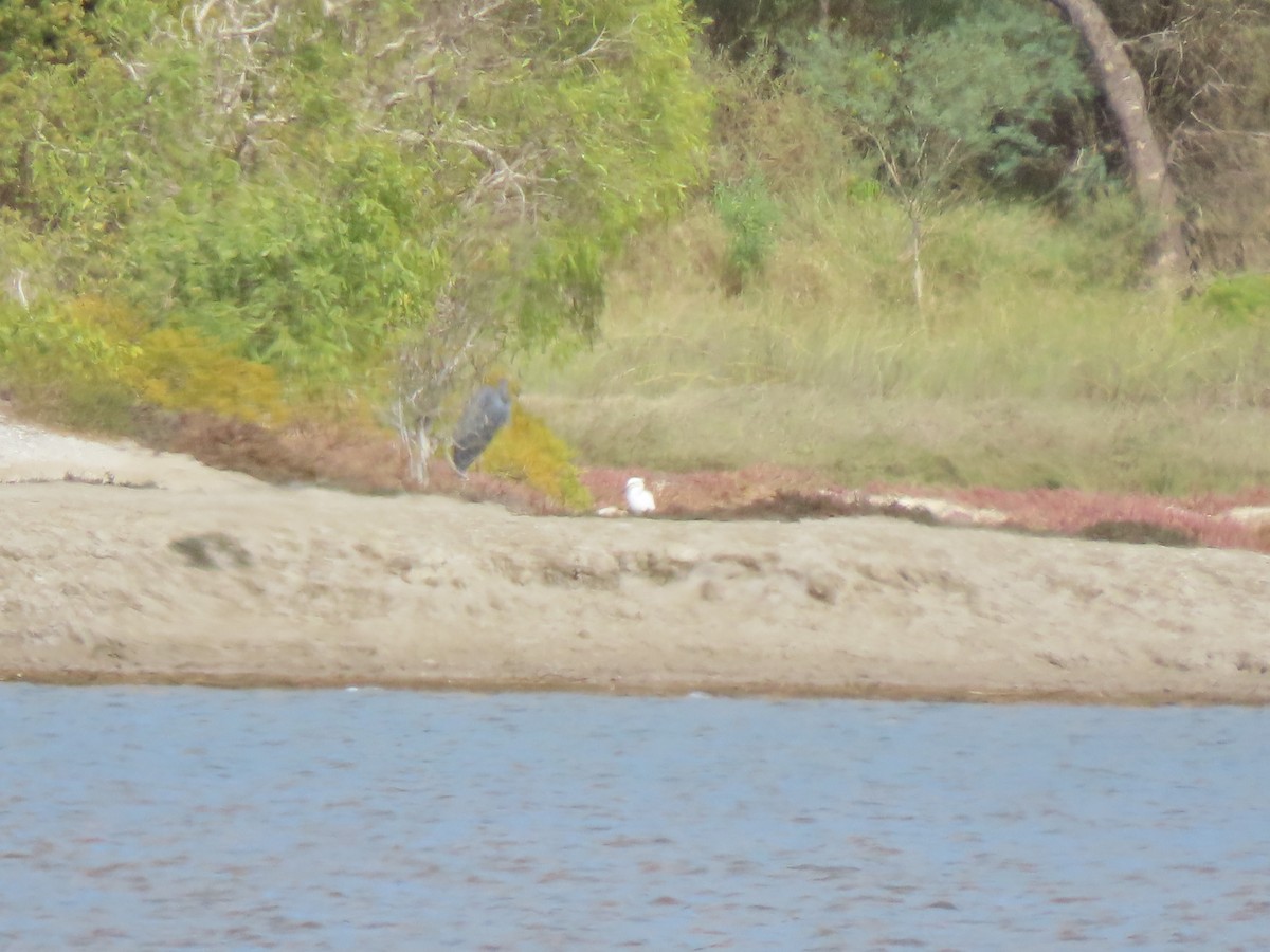 Humblot's Heron - ML642898027