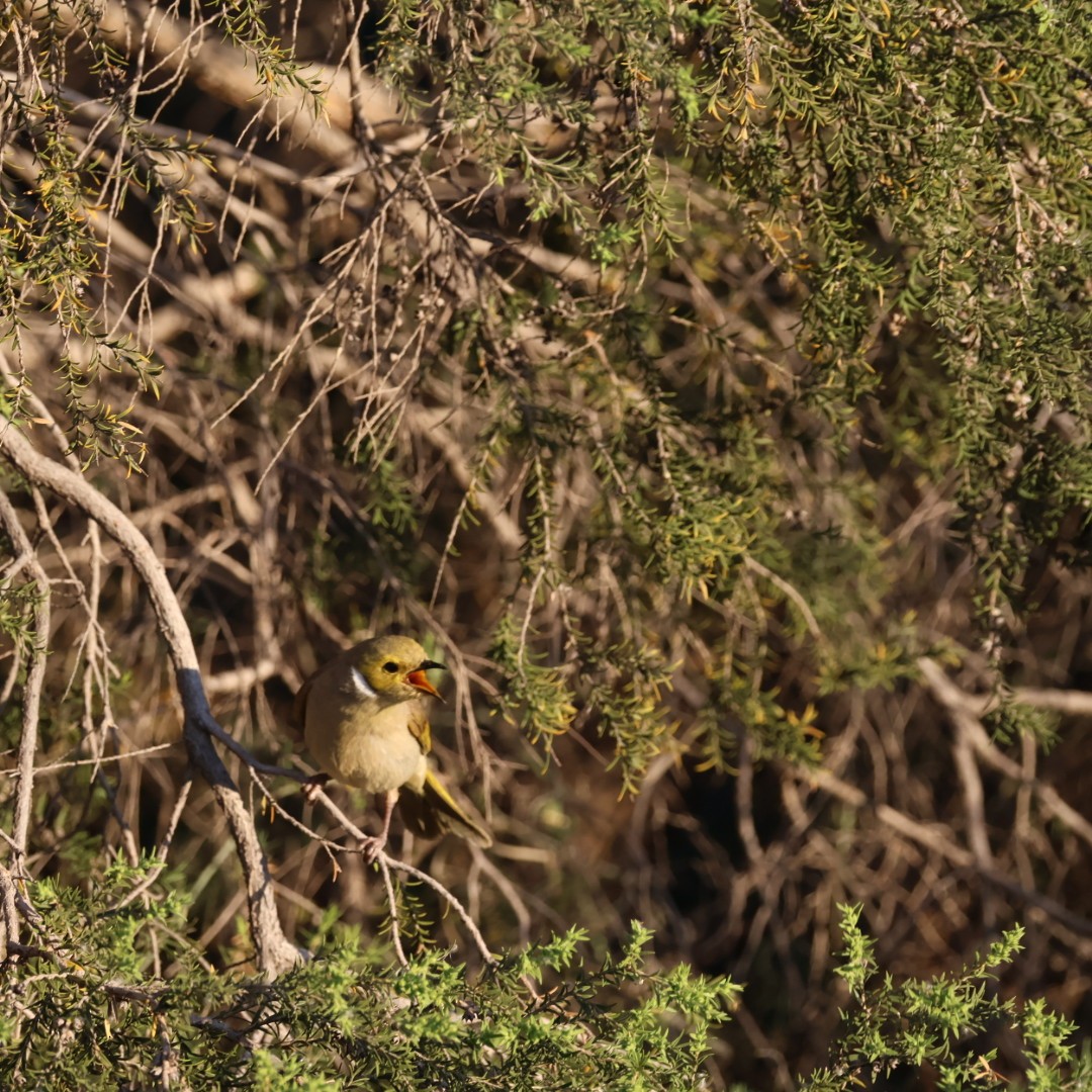 White-plumed Honeyeater - ML642898028