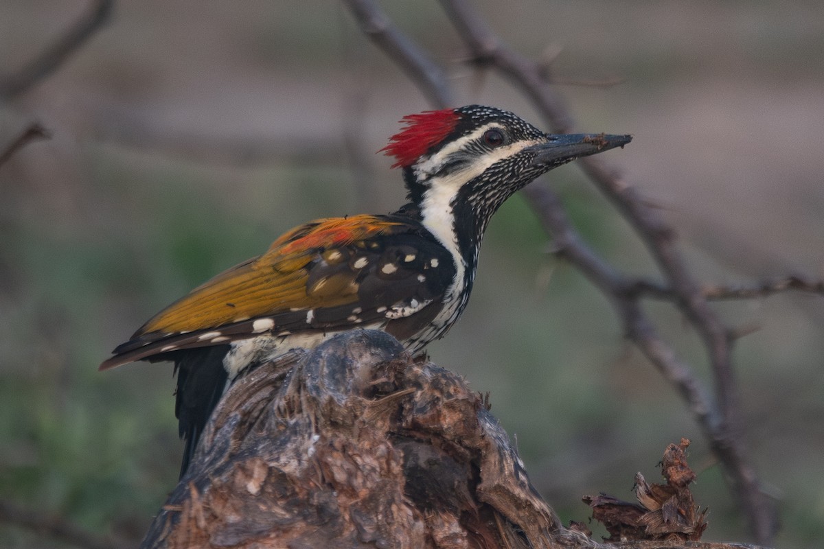 Black-rumped Flameback - ML642898029