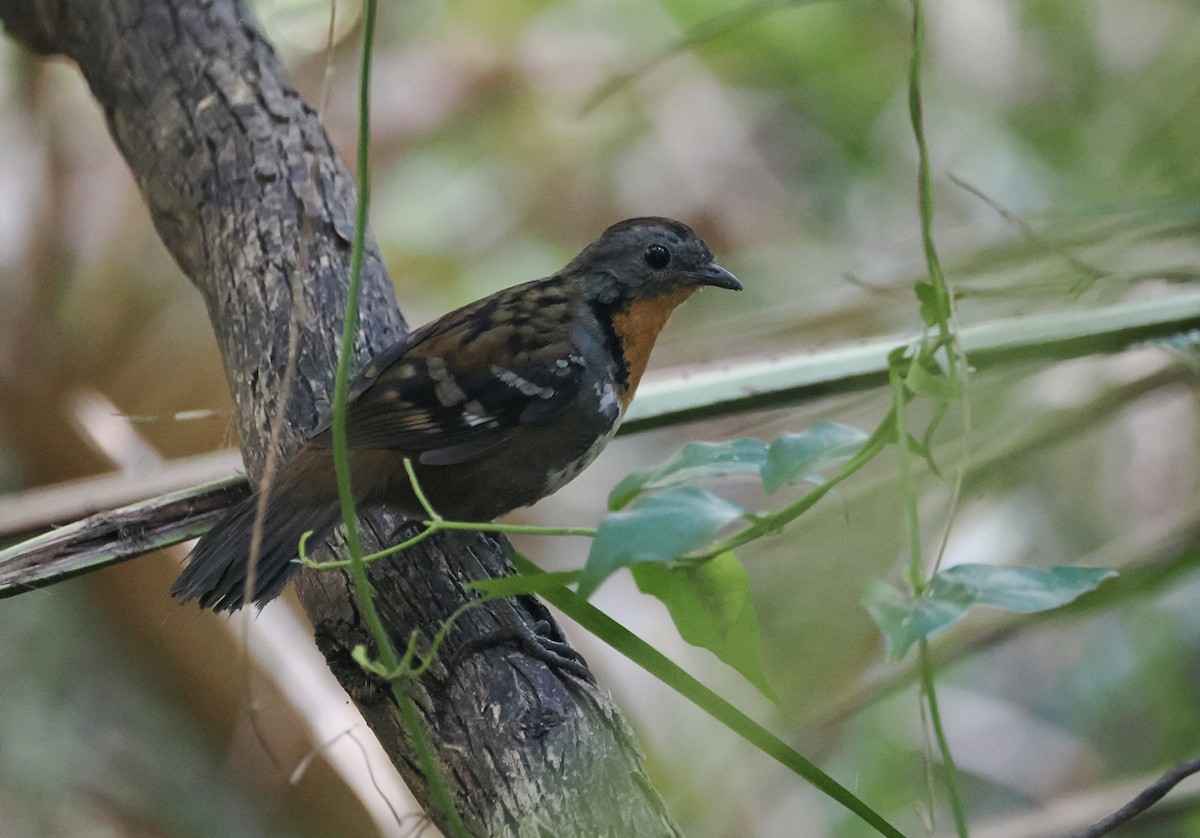 Australian Logrunner - ML642898062