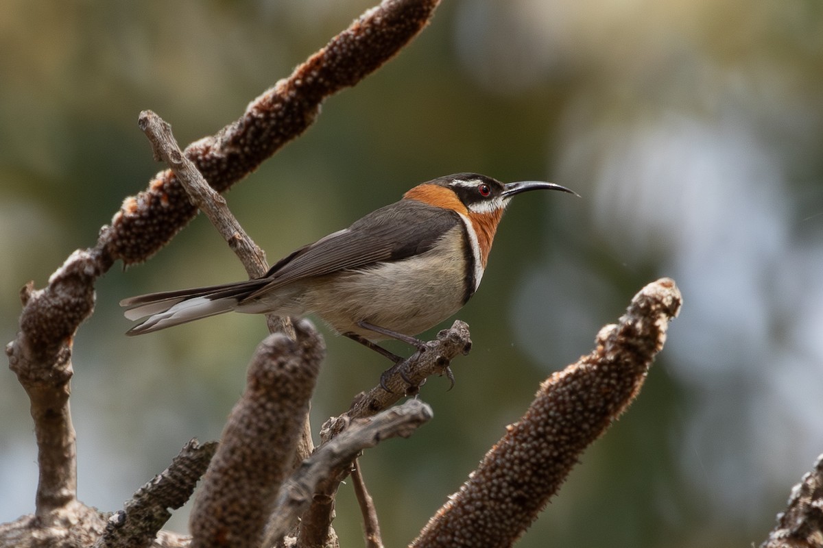 Western Spinebill - ML642898063