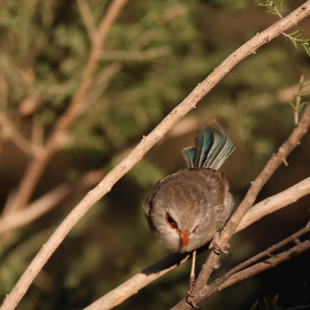 Purple-backed Fairywren - ML642898065