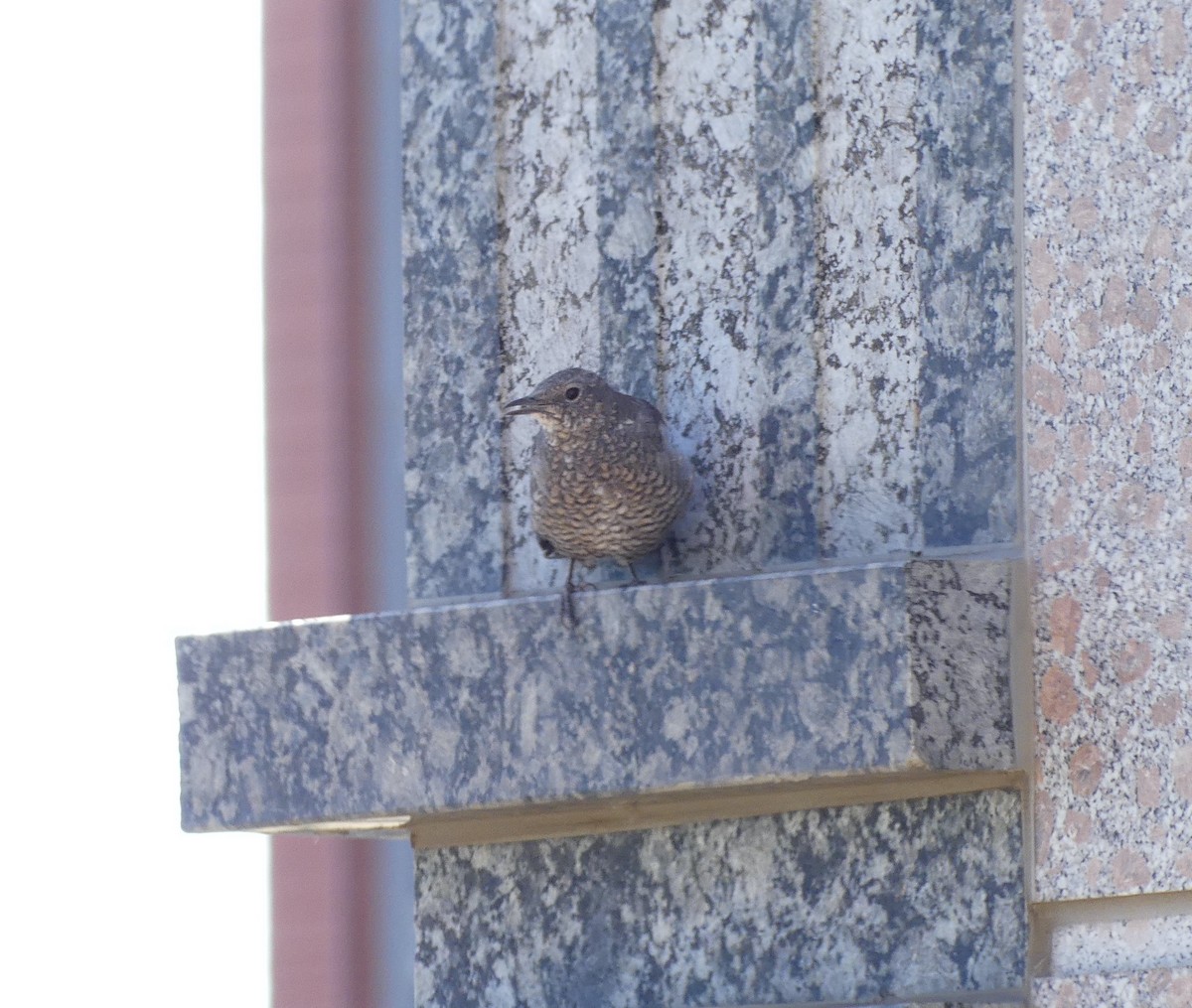 skalník modrý - ML642898070