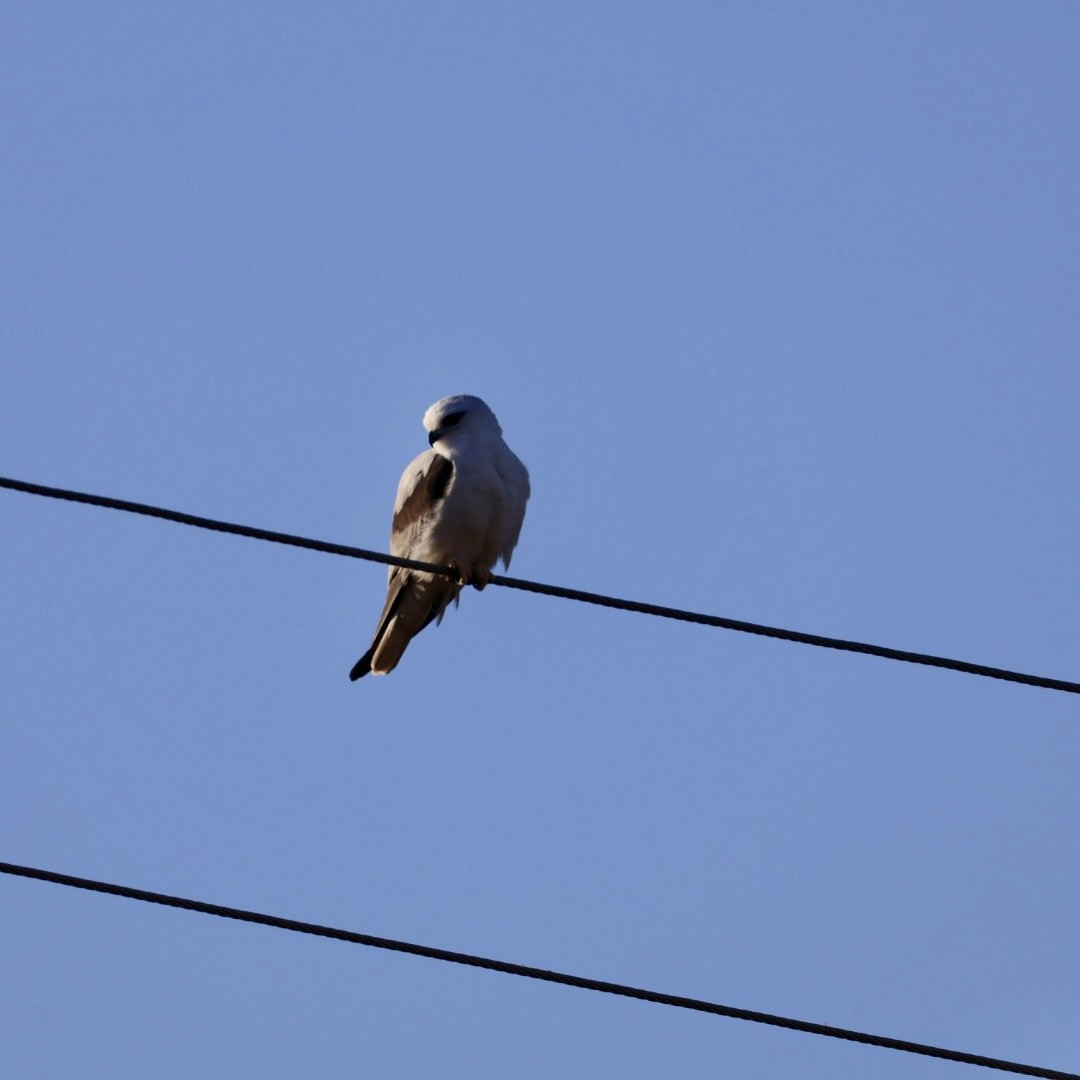 Black-shouldered Kite - ML642898080
