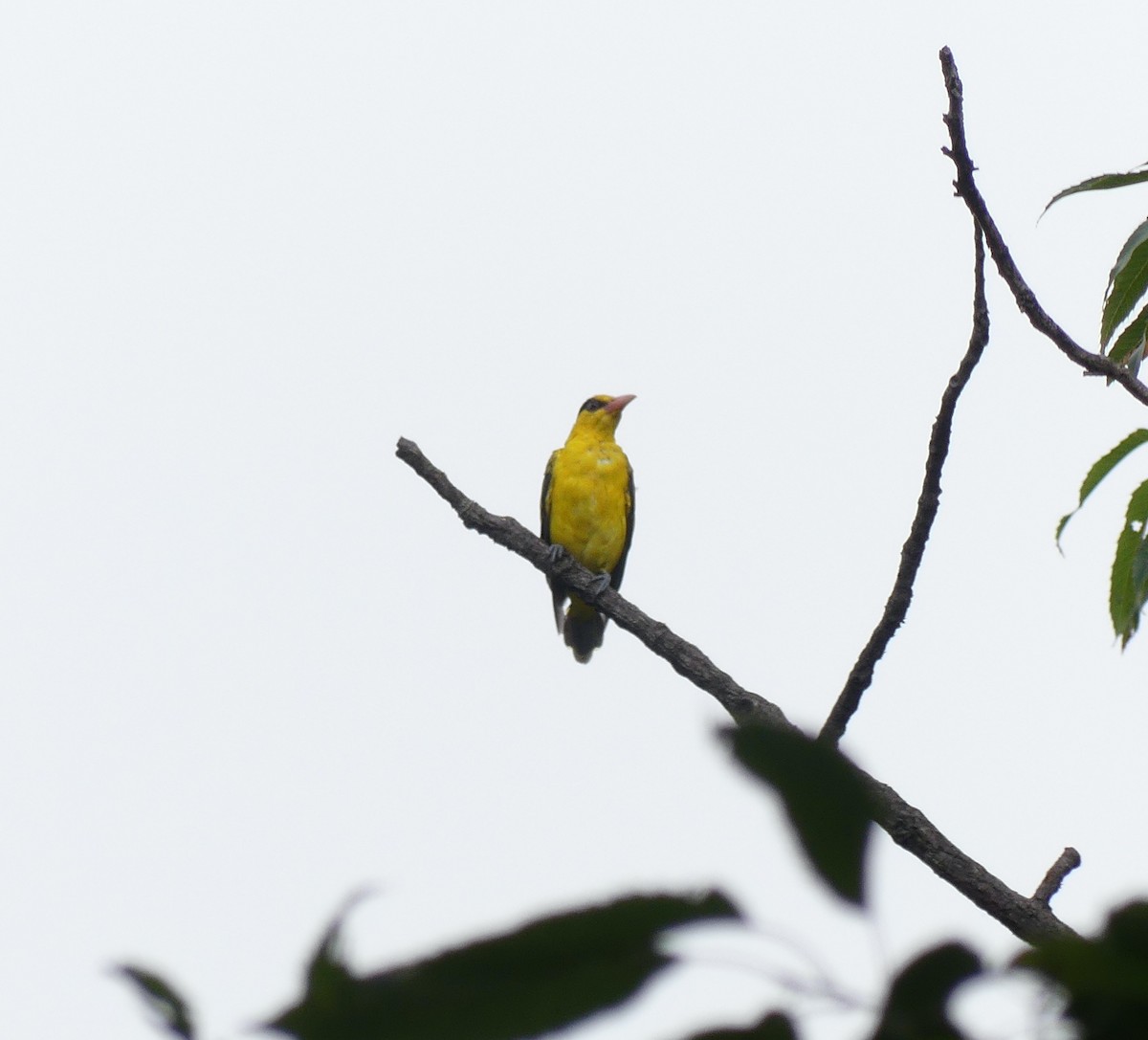 Black-naped Oriole - ML642898083