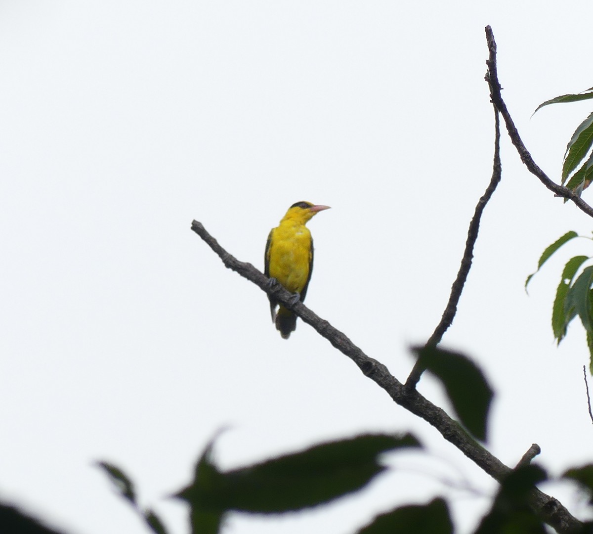 Black-naped Oriole - ML642898084