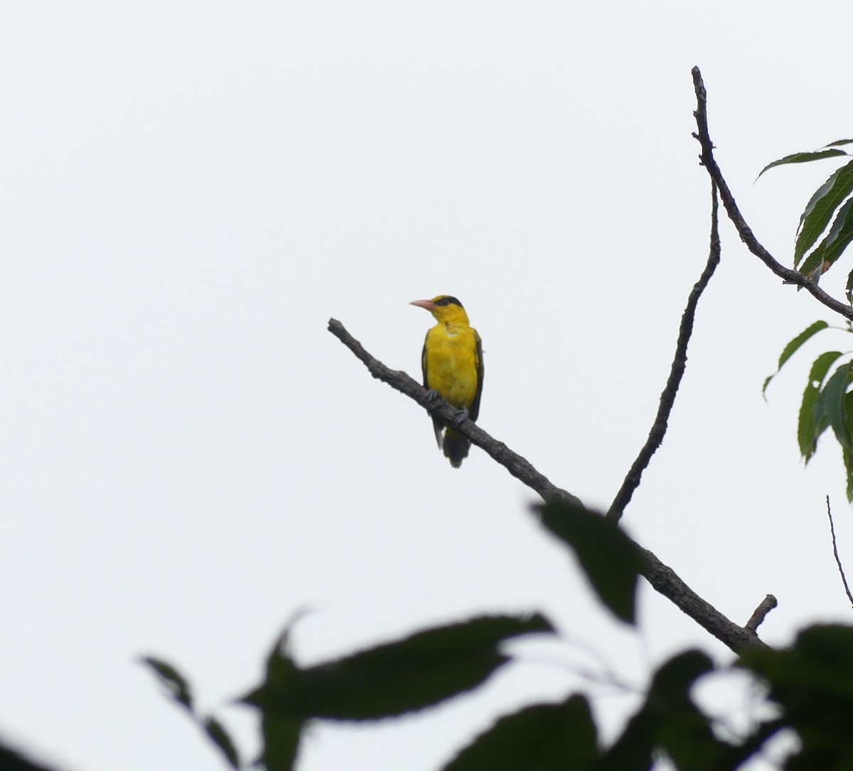 Black-naped Oriole - ML642898085