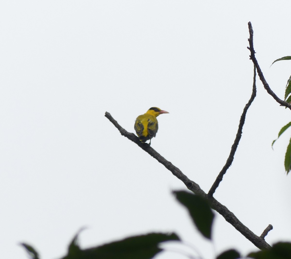 Black-naped Oriole - ML642898086