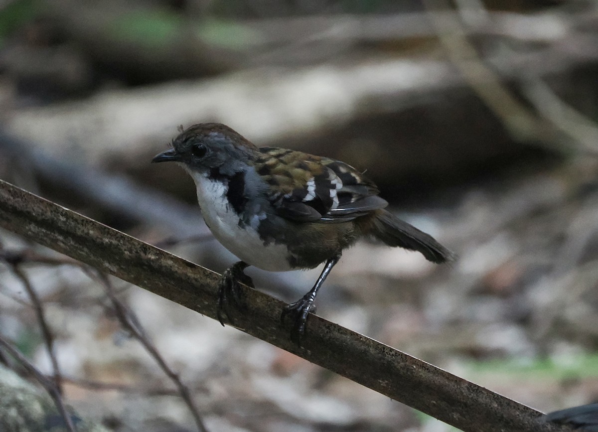 Australian Logrunner - ML642898088