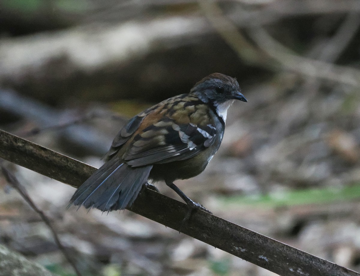 Australian Logrunner - ML642898089