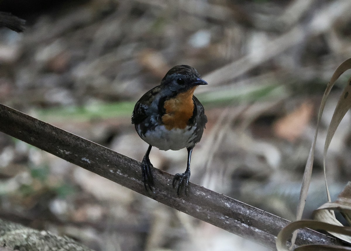 Australian Logrunner - ML642898090